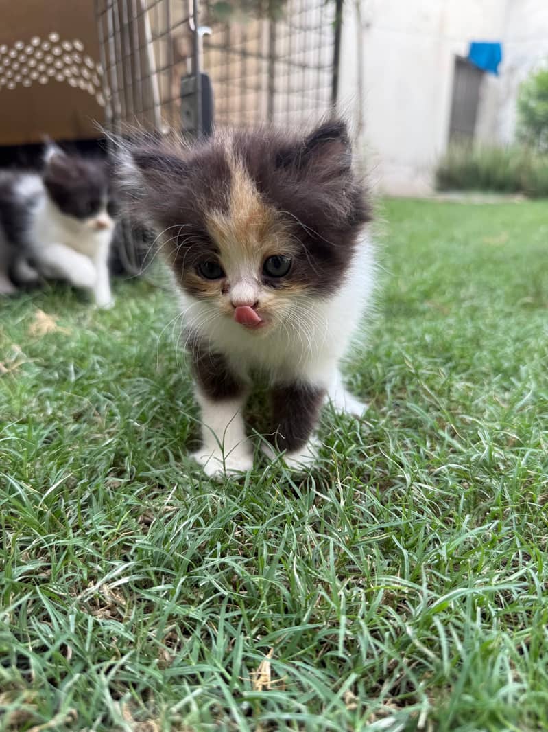 Persian Kittens 3
