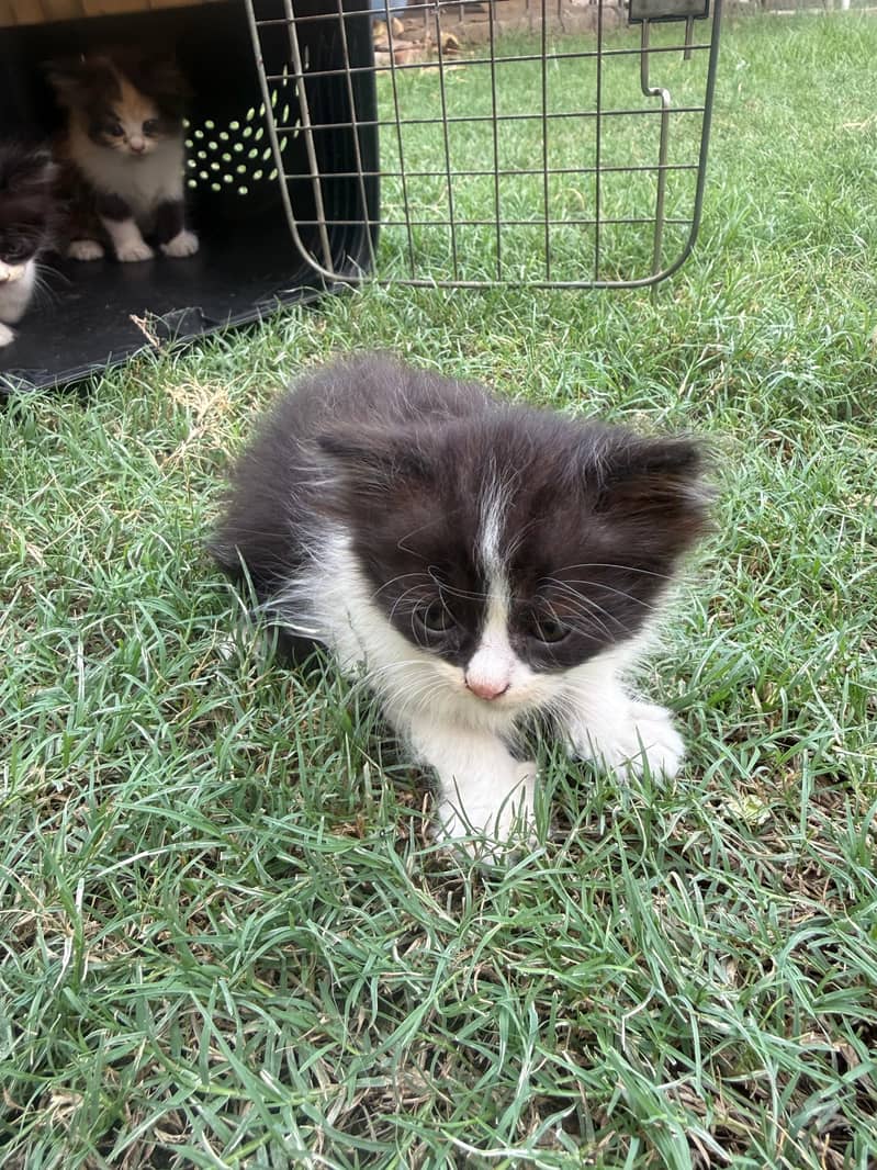Persian Kittens 4