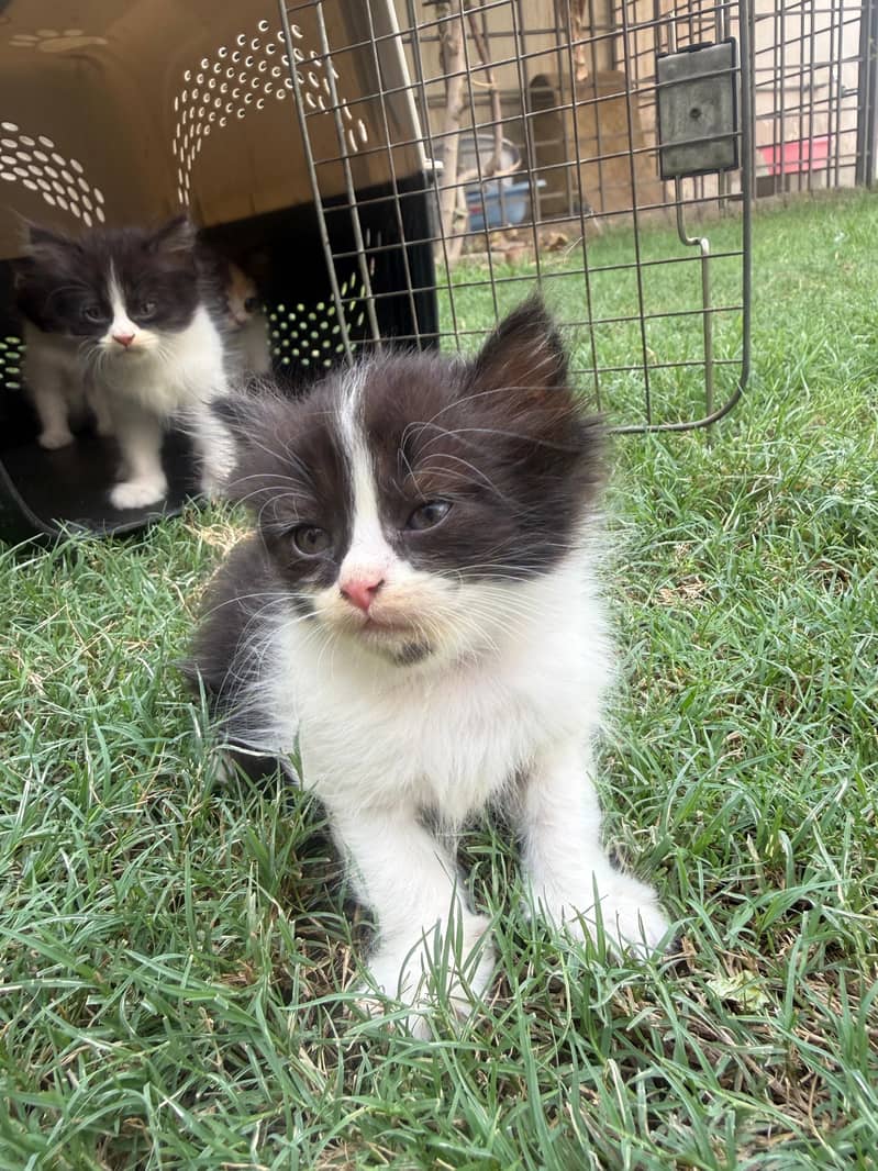 Persian Kittens 5