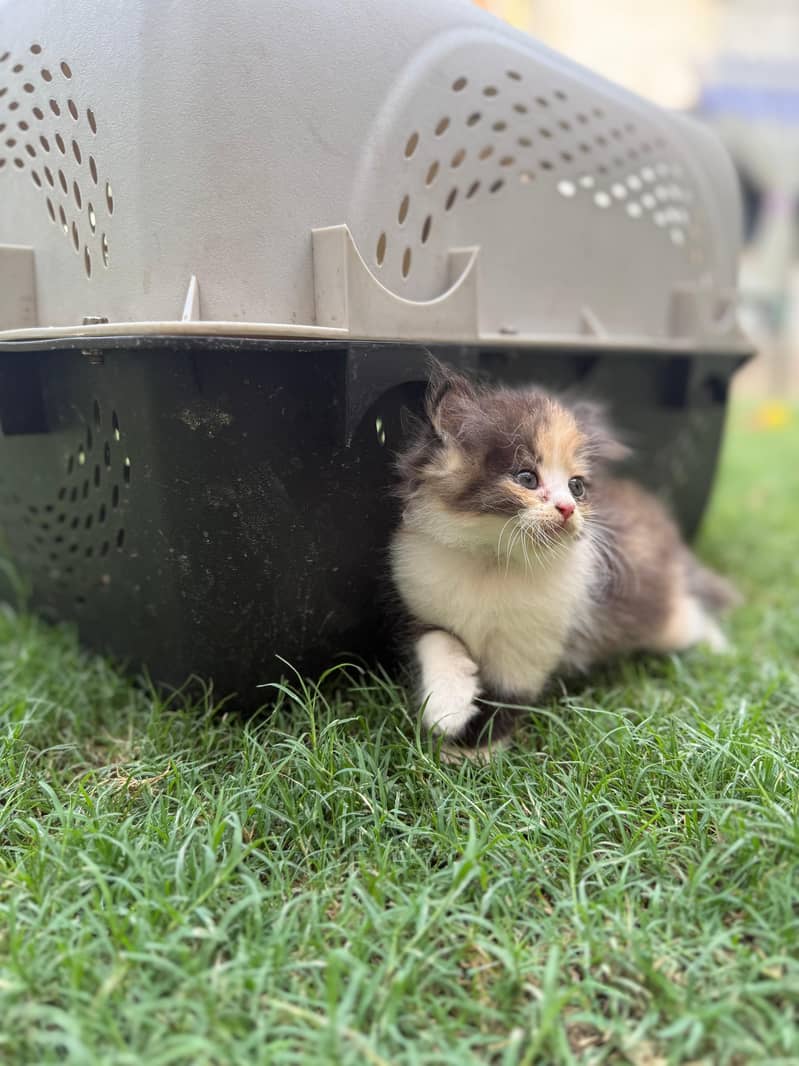 Persian Kittens 6