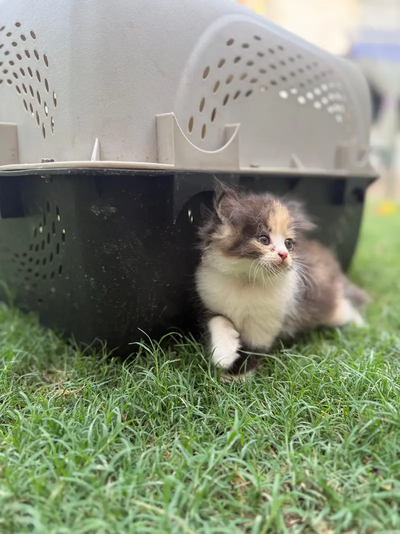 Persian Kittens — photo 7
