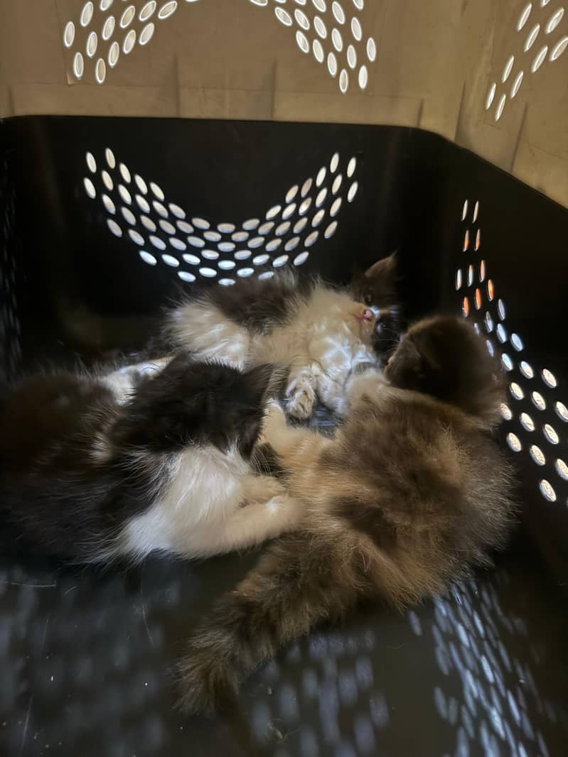 Persian Kittens 7