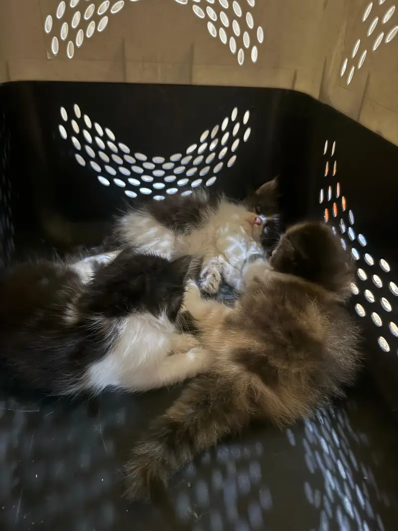Persian Kittens — photo 8