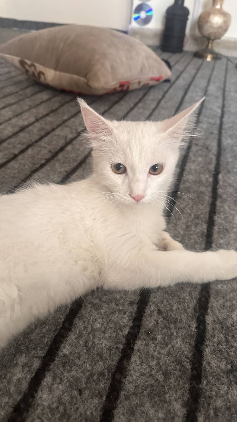 White persian 0