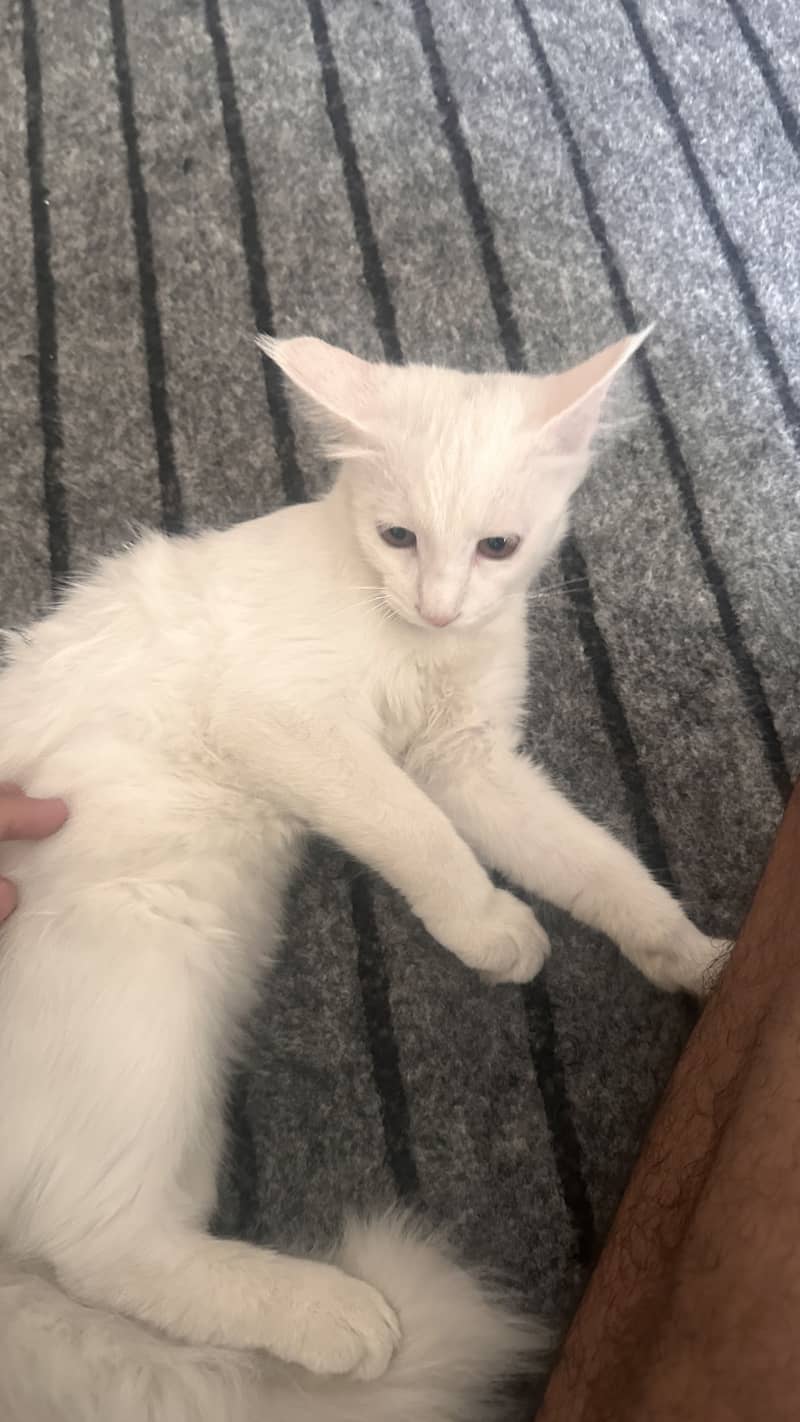 White persian 1