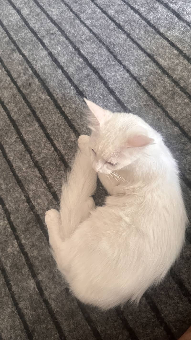 White persian 2