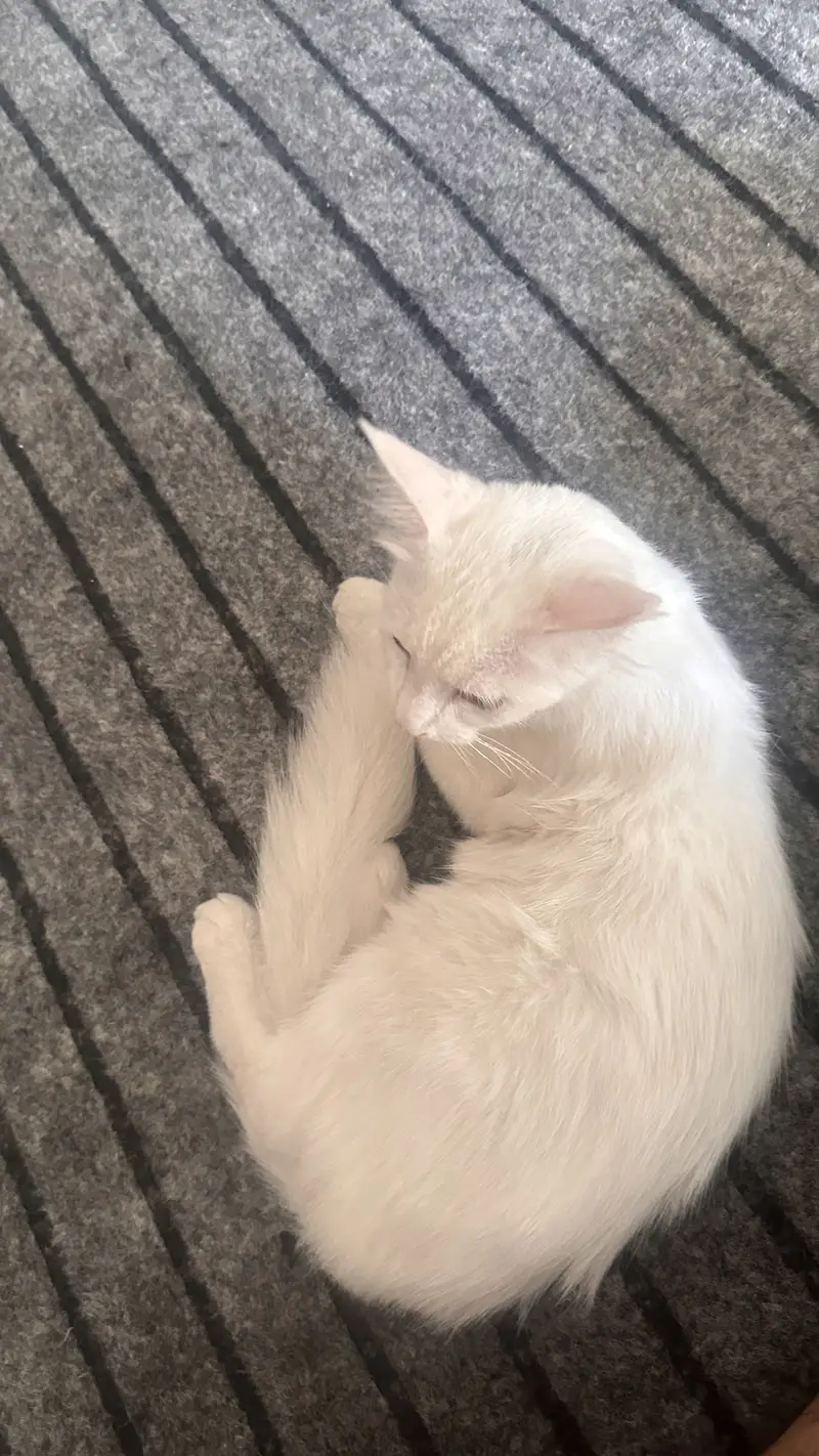 White persian — photo 3