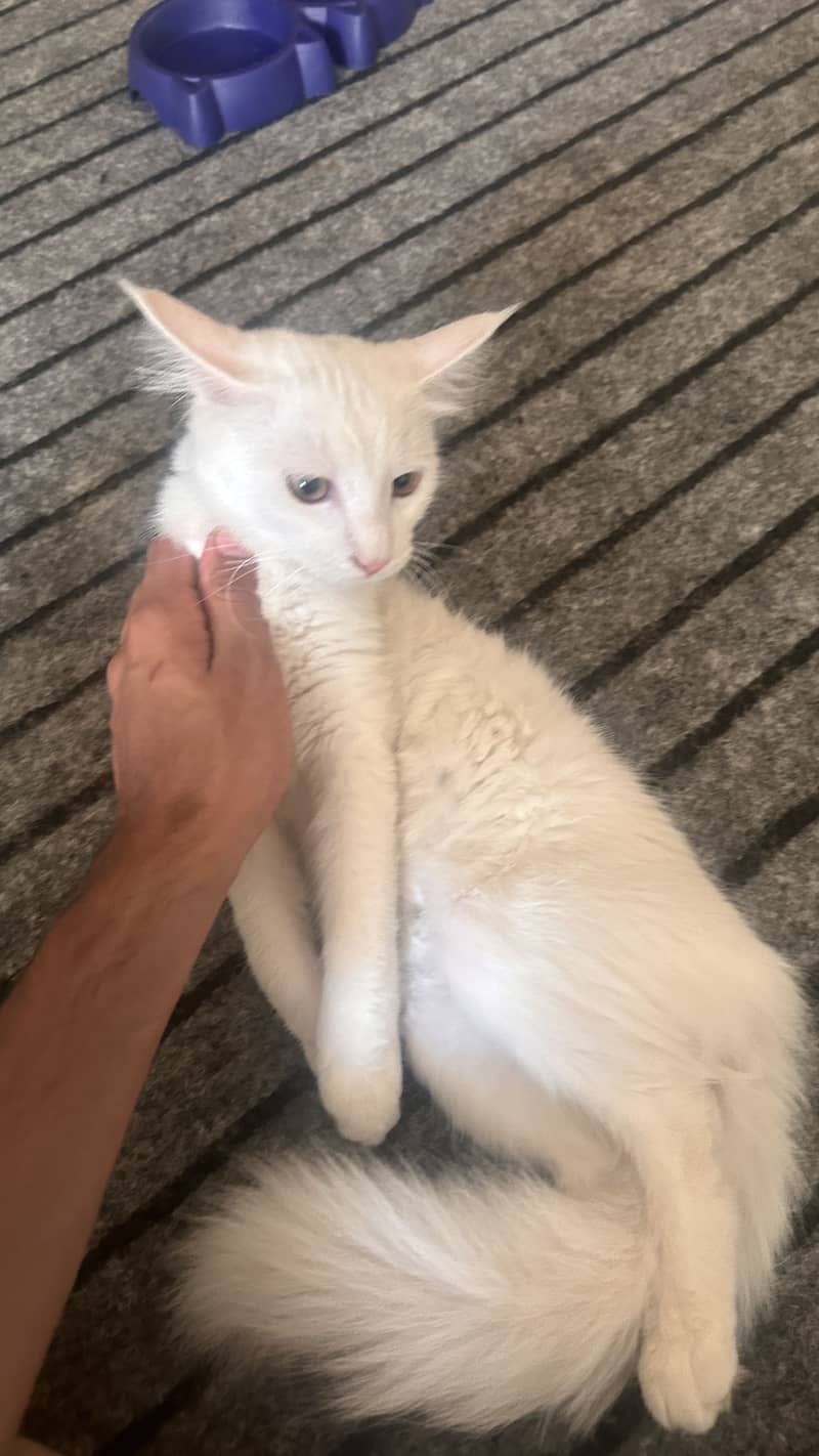 White persian 3