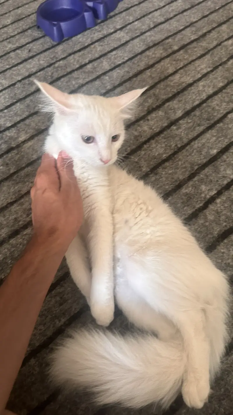 White persian — photo 4