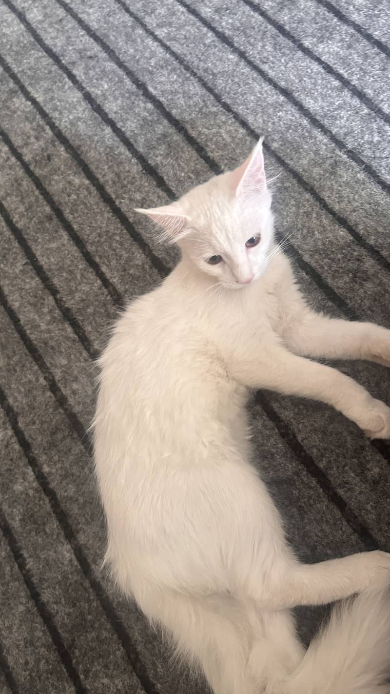 White persian 4