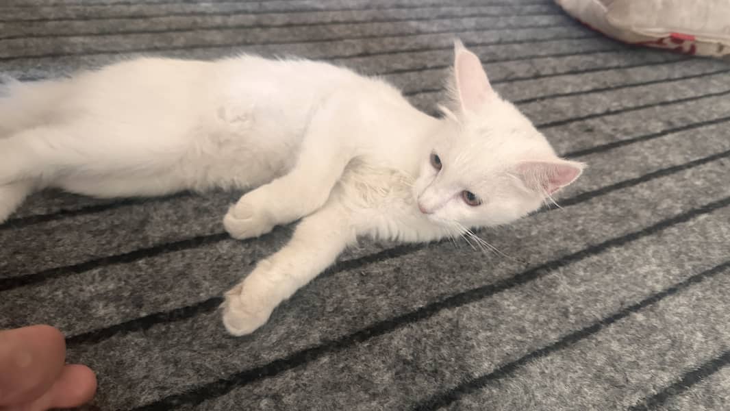 White persian 5