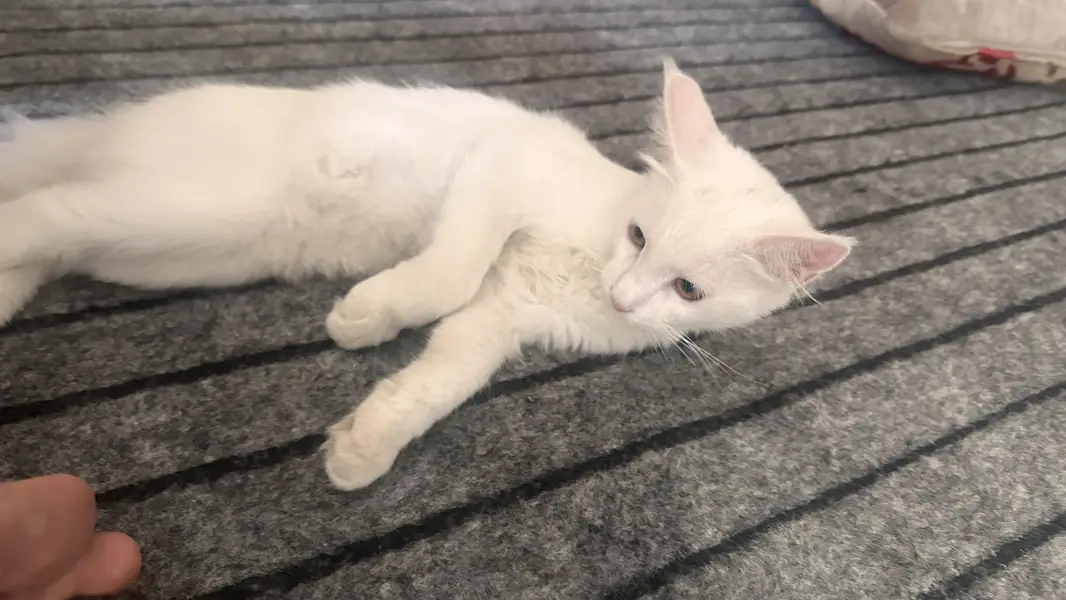 White persian — photo 6