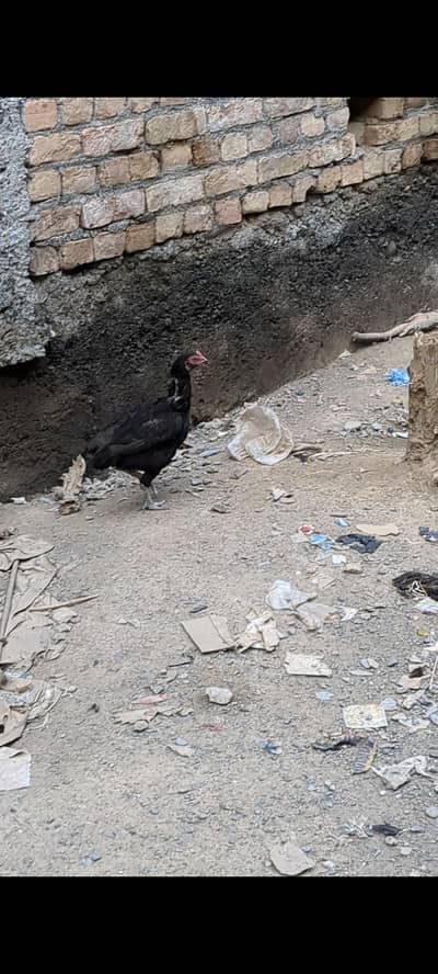 Aseel Madi zero size