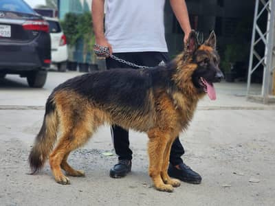 German Shephered male for sale