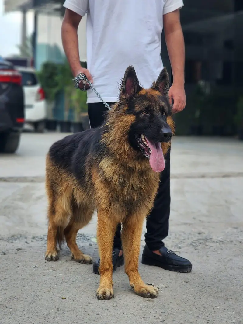 German Shephered male for sale — photo 2