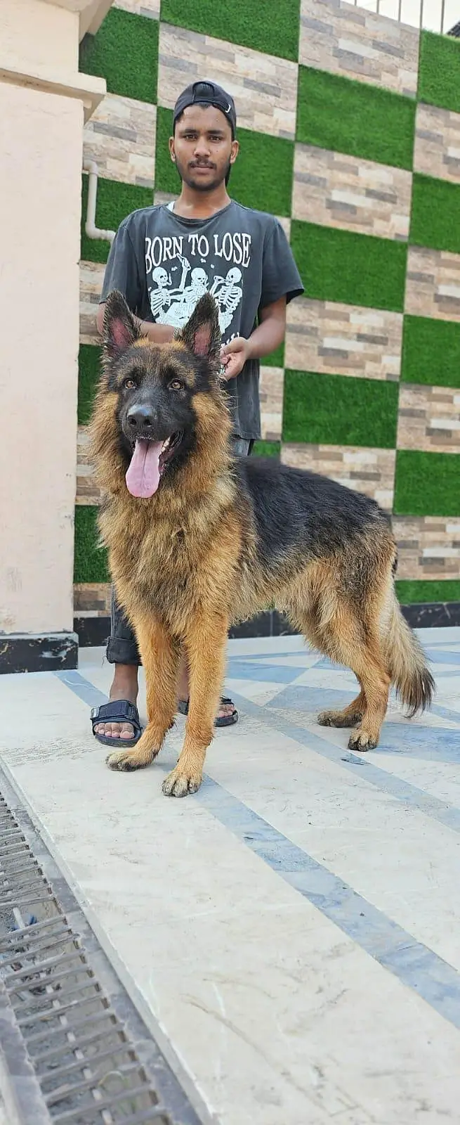 German Shephered male for sale — photo 3