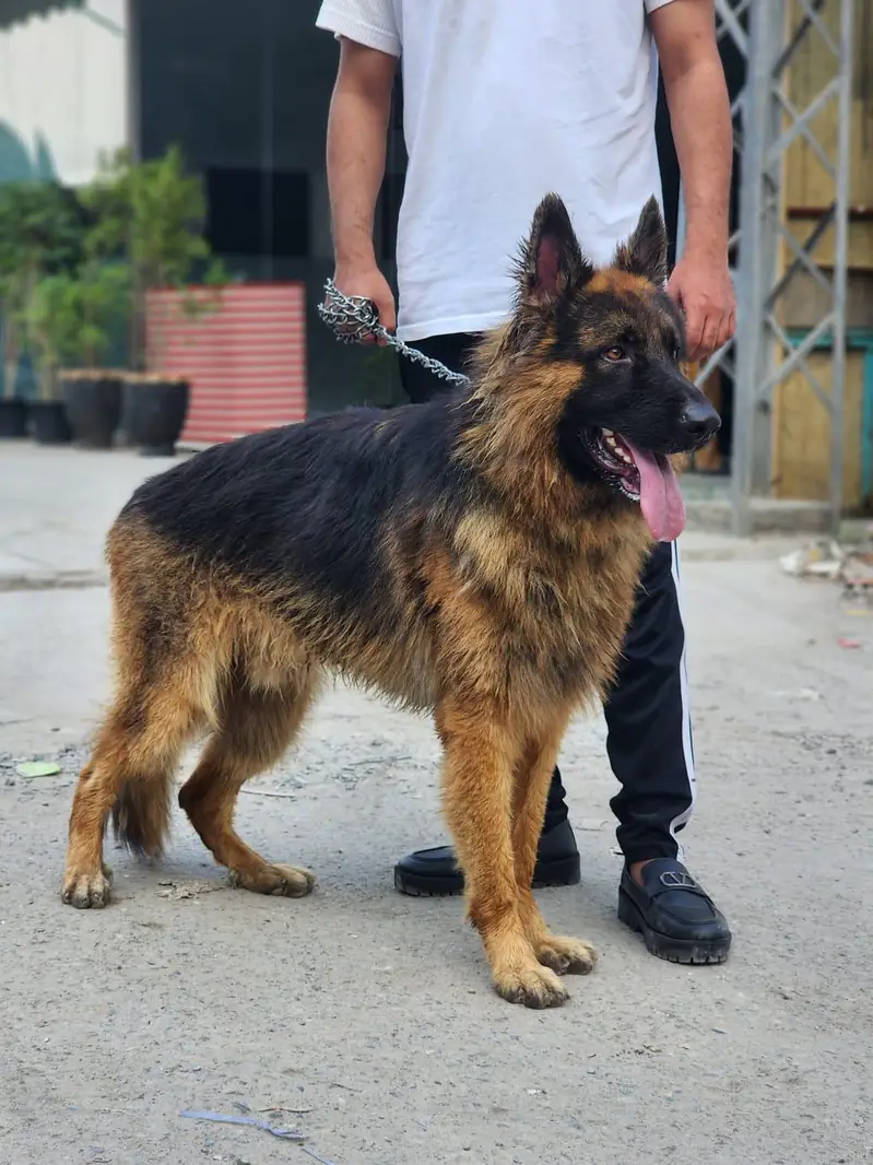 German Shephered male for sale — photo 4