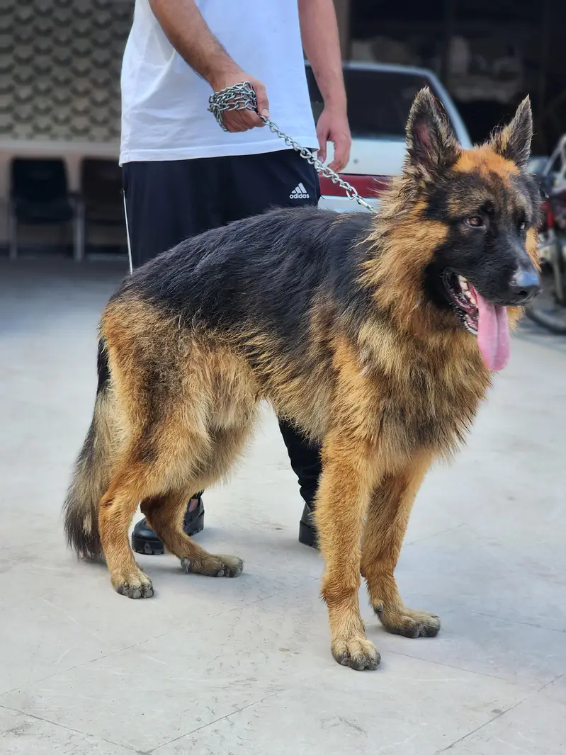 German Shephered male for sale — photo 5
