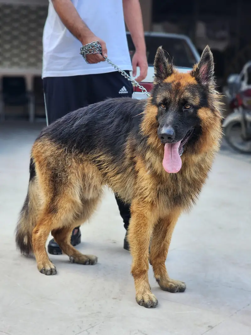 German Shephered male for sale — photo 6
