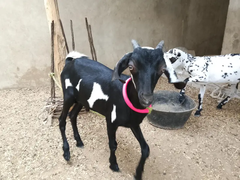 gher k paly huwy — photo 3