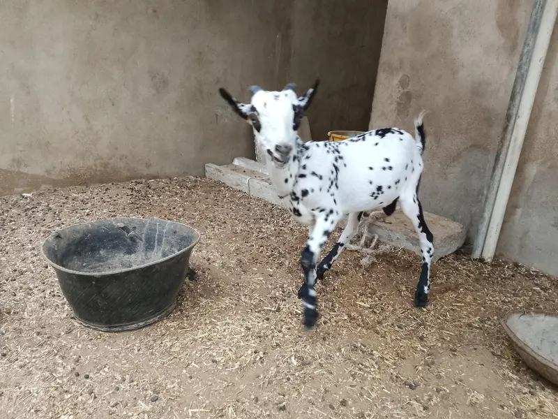 gher k paly huwy — photo 8