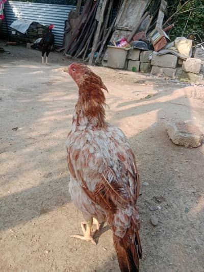 ASEEL HEN