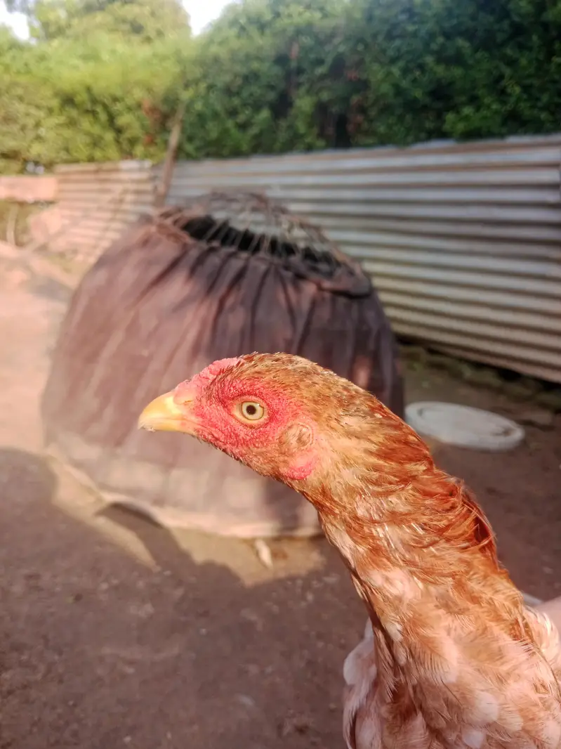 ASEEL HEN — photo 2