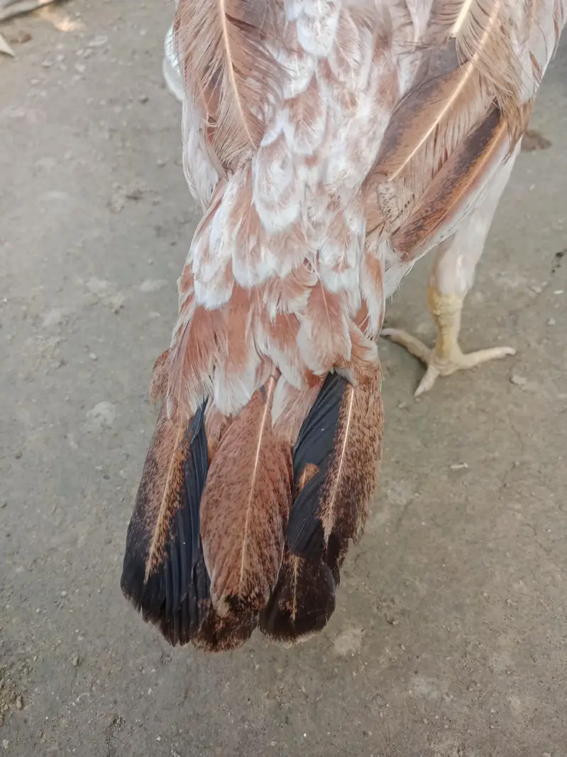 ASEEL HEN — photo 3