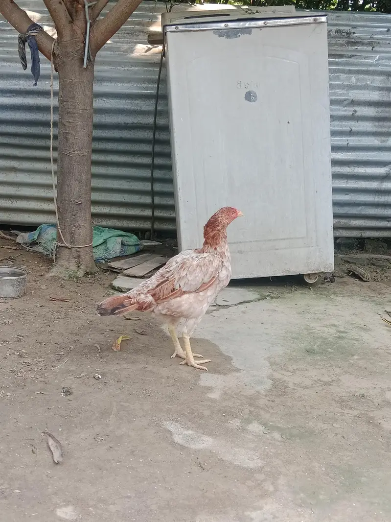 ASEEL HEN — photo 4