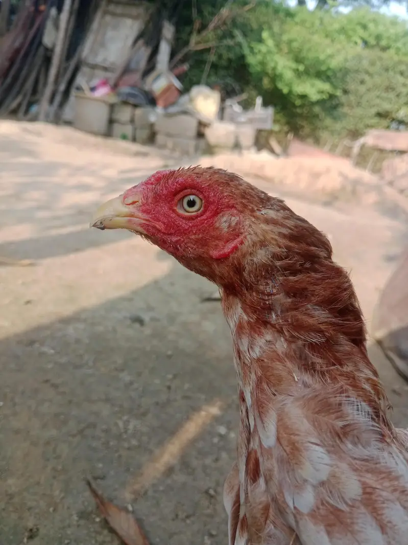 ASEEL HEN — photo 5