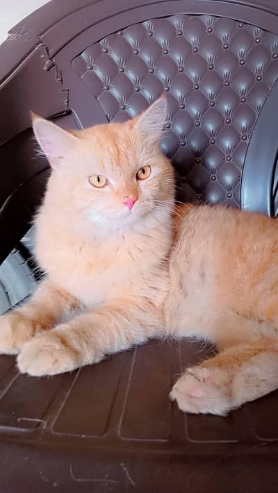 cat male parsian for sale 03016626904