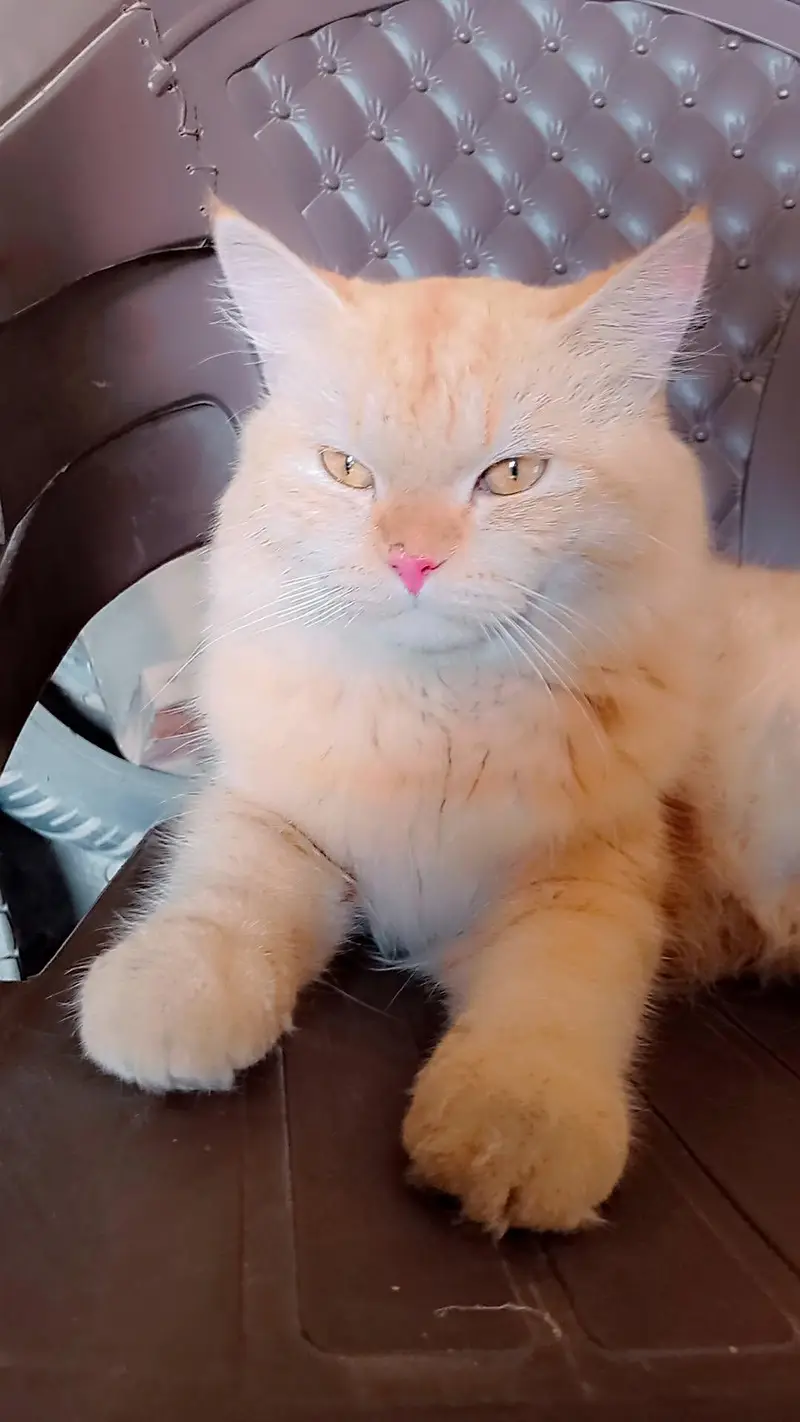 cat male parsian for sale 3rd coat  03016626904 — photo 3