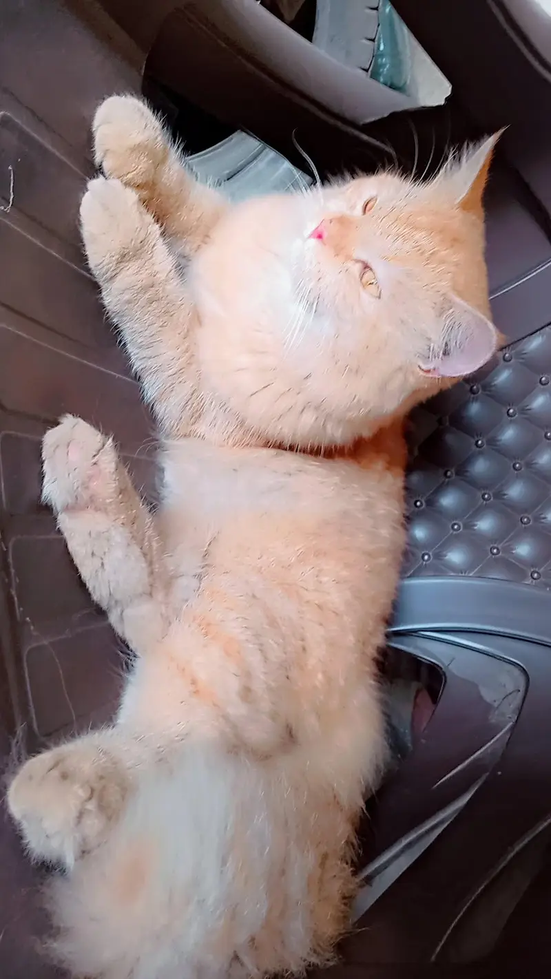 cat male parsian for sale 3rd coat  03016626904 — photo 4