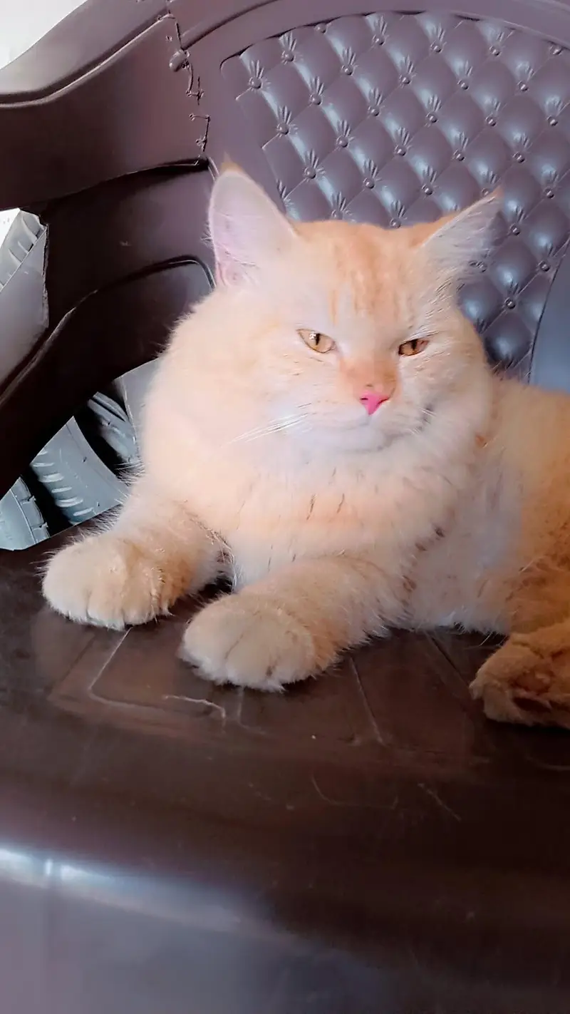 cat male parsian for sale 3rd coat  03016626904 — photo 5