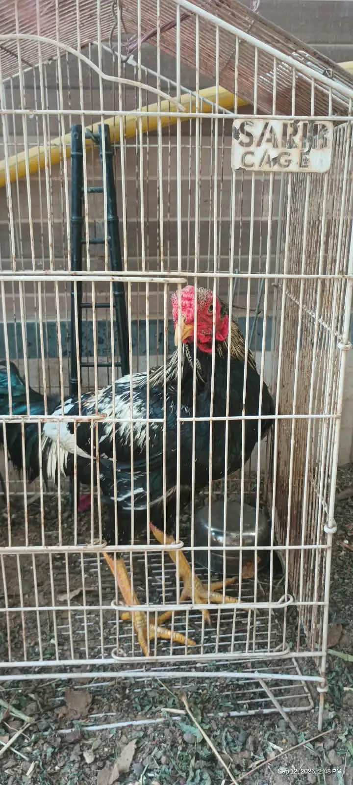 1 murga hai or ek pair hai — photo 2