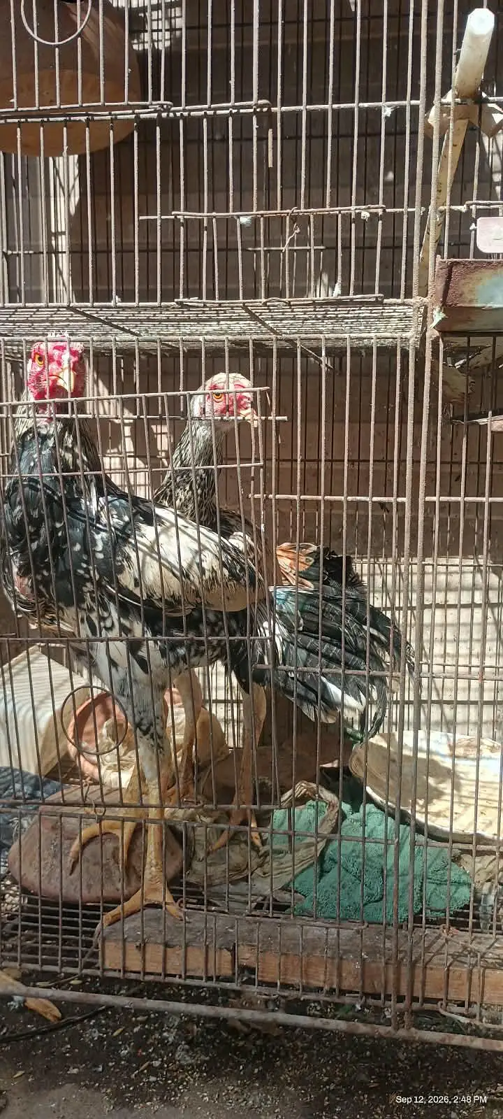 1 murga hai or ek pair hai — photo 8