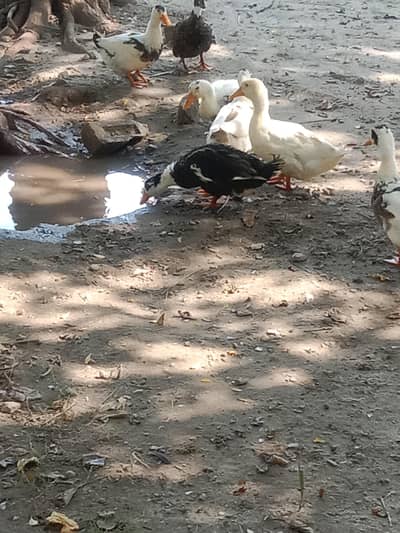 Male ducks