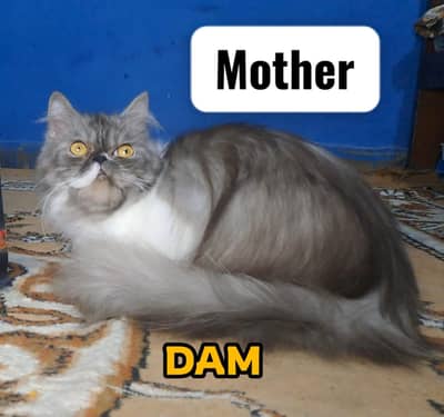 Peki face kittens | kittens | persian  kittens | cfa blood line