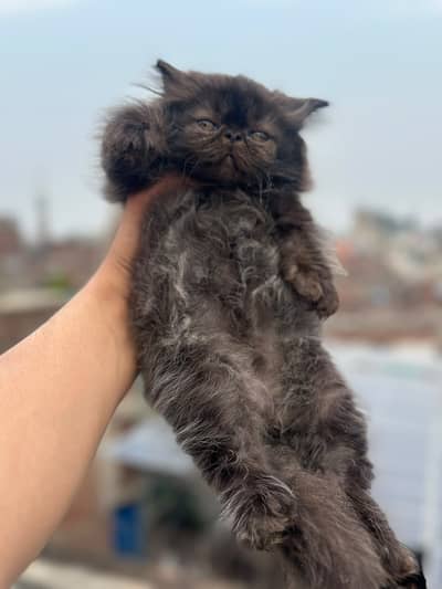Peki face kittens | kittens | persian  kittens | cfa blood line