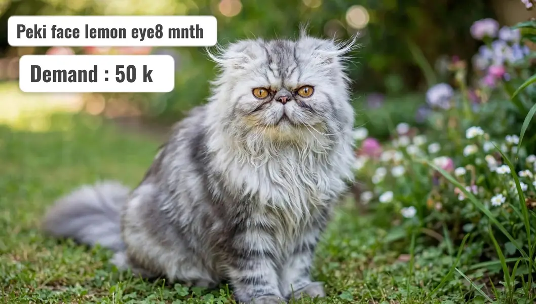 Peki face kittens | kittens | persian  kittens | cfa blood line — photo 5