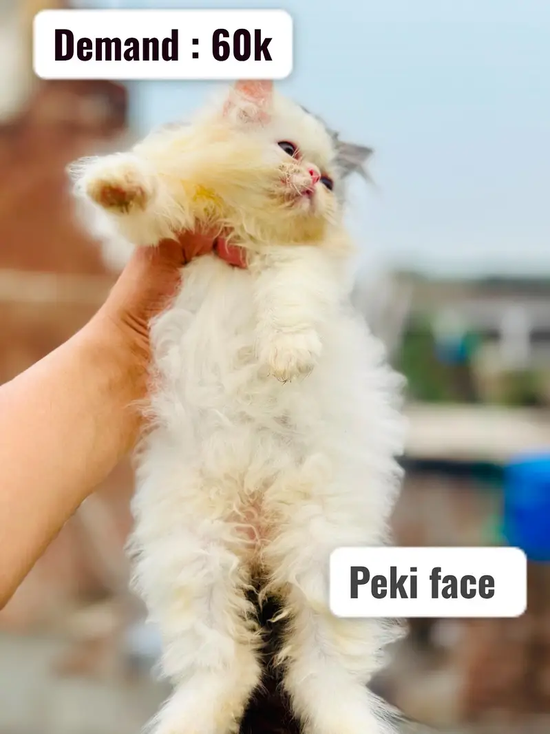 Peki face kittens | kittens | persian  kittens | cfa blood line — photo 7