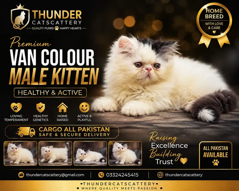 Peki face kittens | kittens | persian  kittens | cfa blood line — photo 8