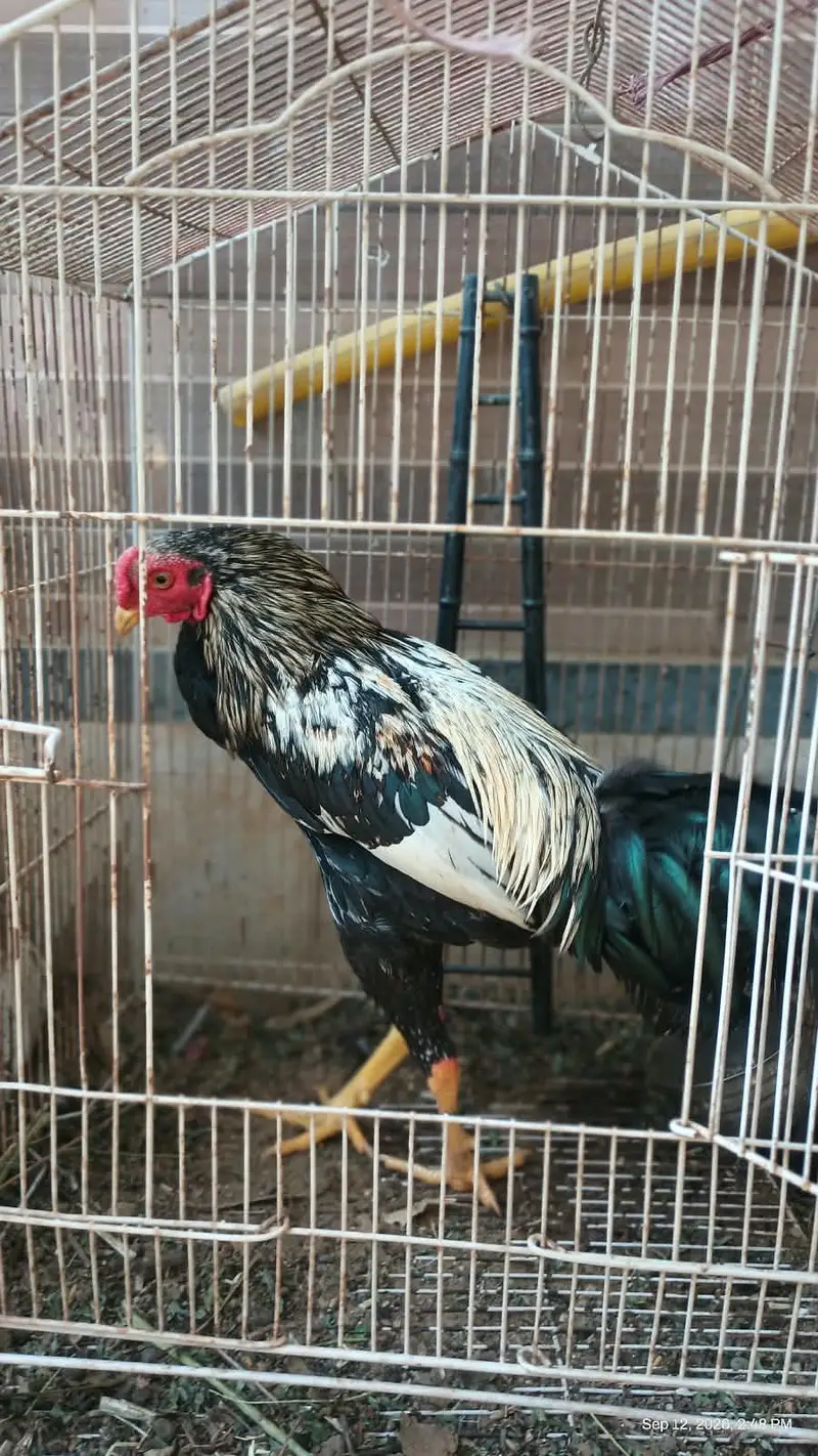 1 murga hai or ek pair hai — photo 9