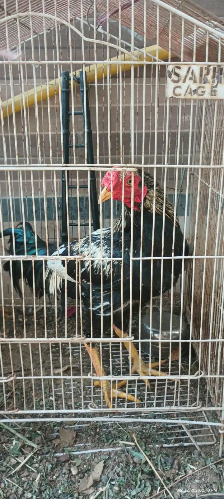 1 murga hai or ek pair hai — photo 11