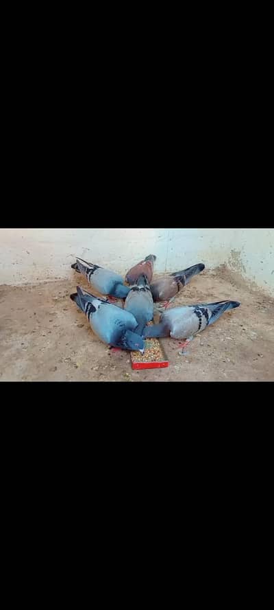 Birds whatsap 03190748129