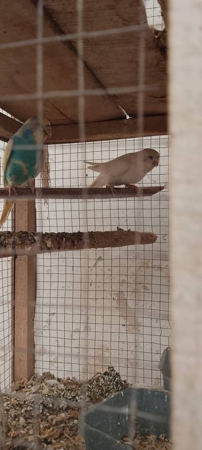Australian parrot