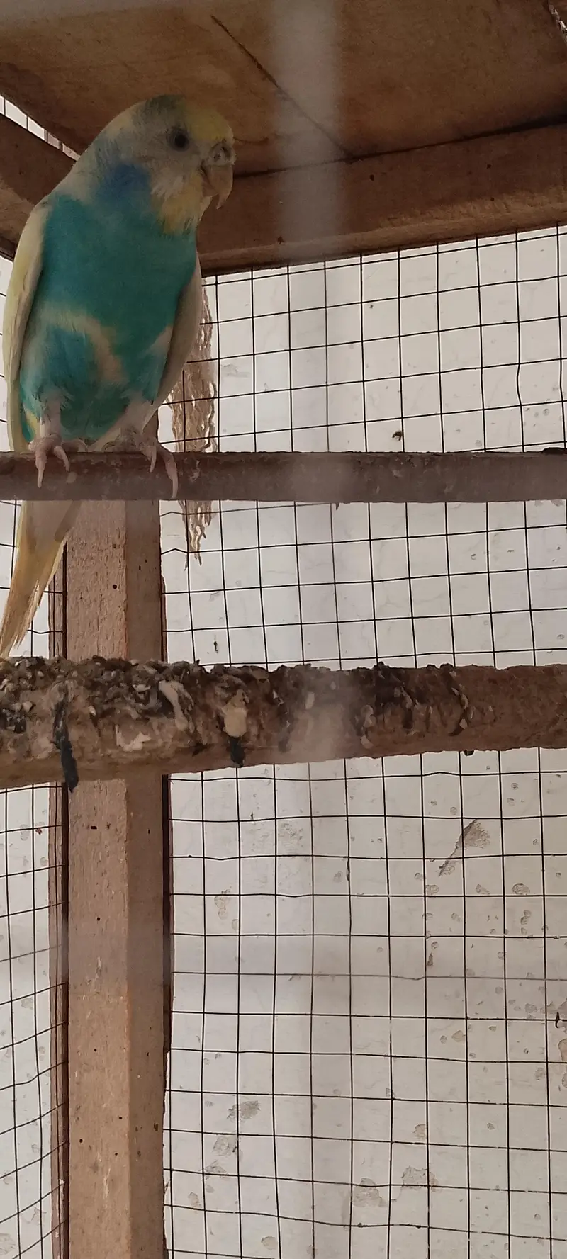 Australian parrot — photo 2
