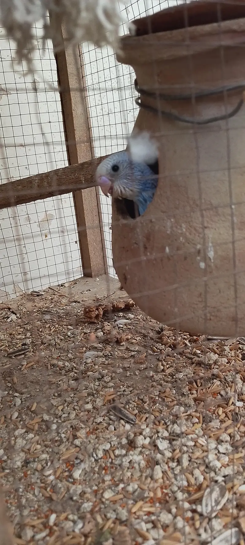 Australian parrot — photo 3