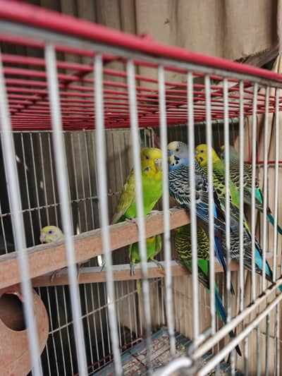 Budgies Pairs
