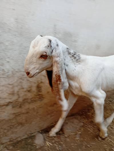 میل بہترین نسل دیسی راجن پوری